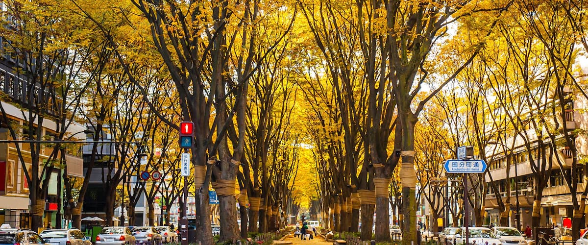 Jozenji-dori Avenue in Sendai, Japan. Sendai is known as "The City of Forest" for its cityscape with trees to be one important element of the city