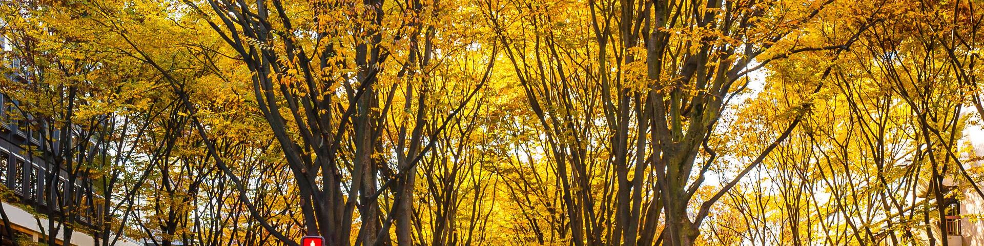 Jozenji-dori Avenue in Sendai, Japan. Sendai is known as "The City of Forest" for its cityscape with trees to be one important element of the city