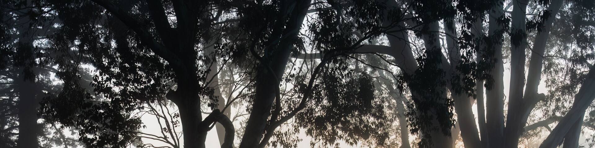 A foggy landscape with large trees and two people walking.