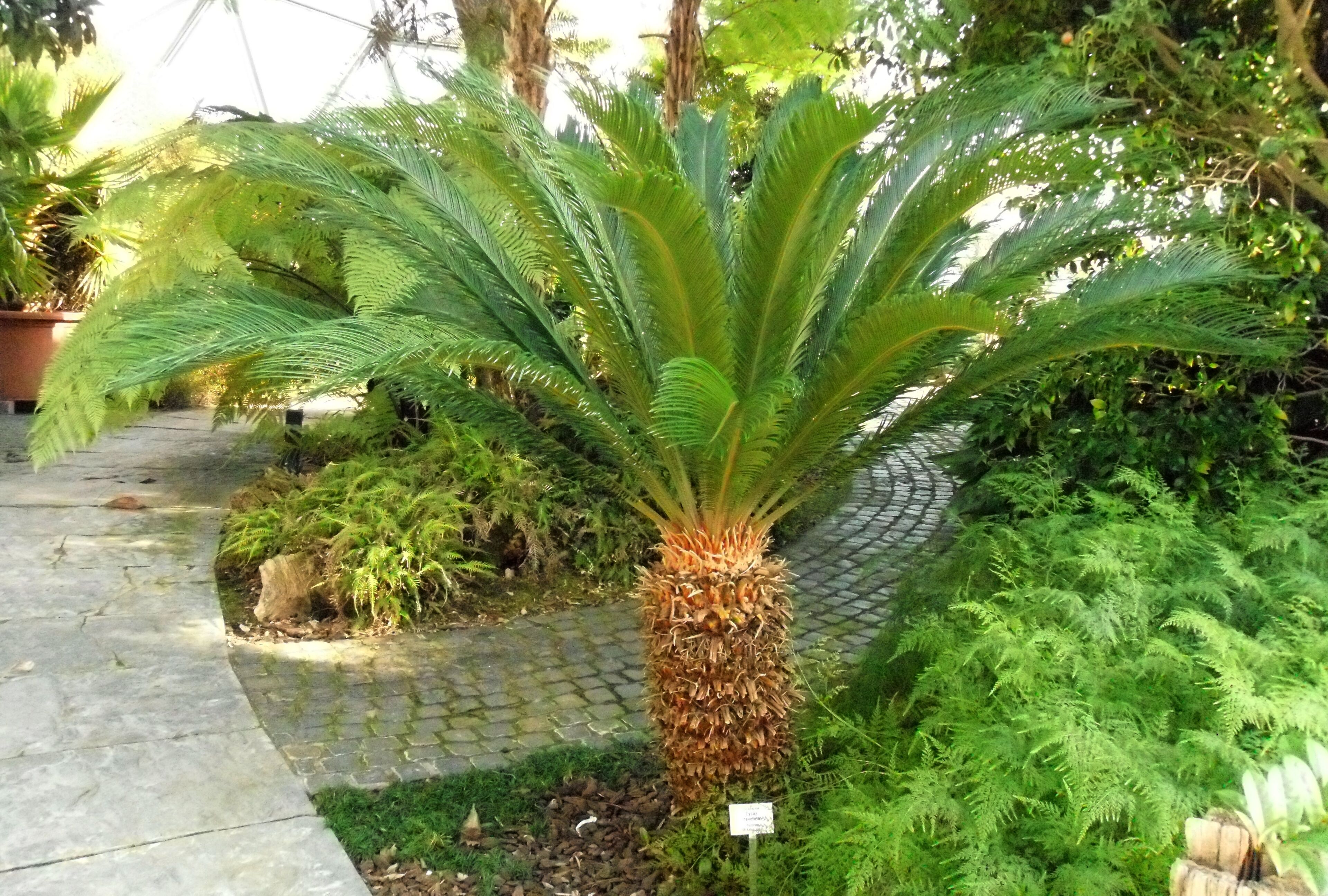 Cycas revoluta in a botanical garden maintained by the University of Düsseldorf.