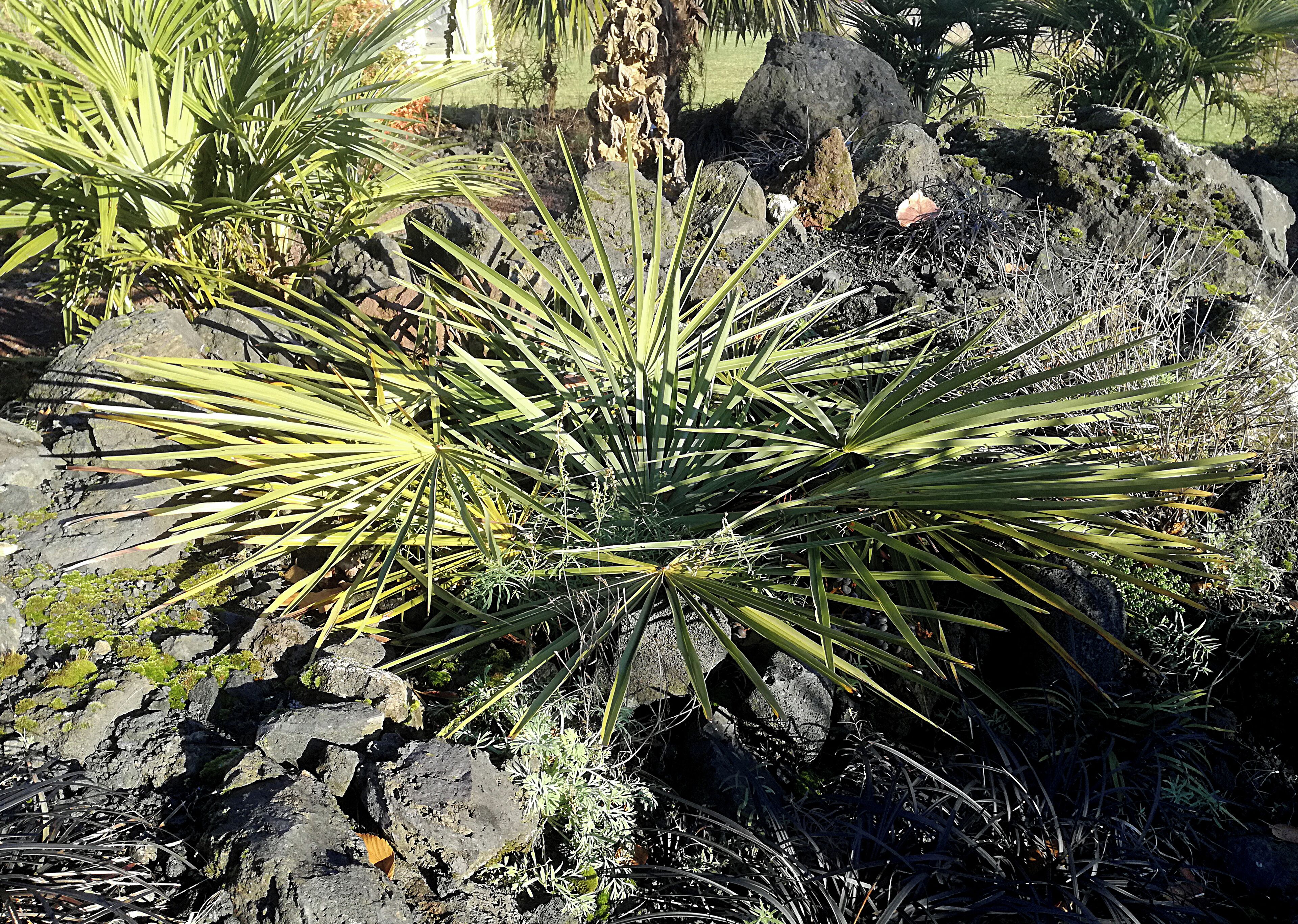 Plant of Trachycarpus nanus, Botanical Gardens, University of Düsseldorf HHU, Germany, Dec. 2016