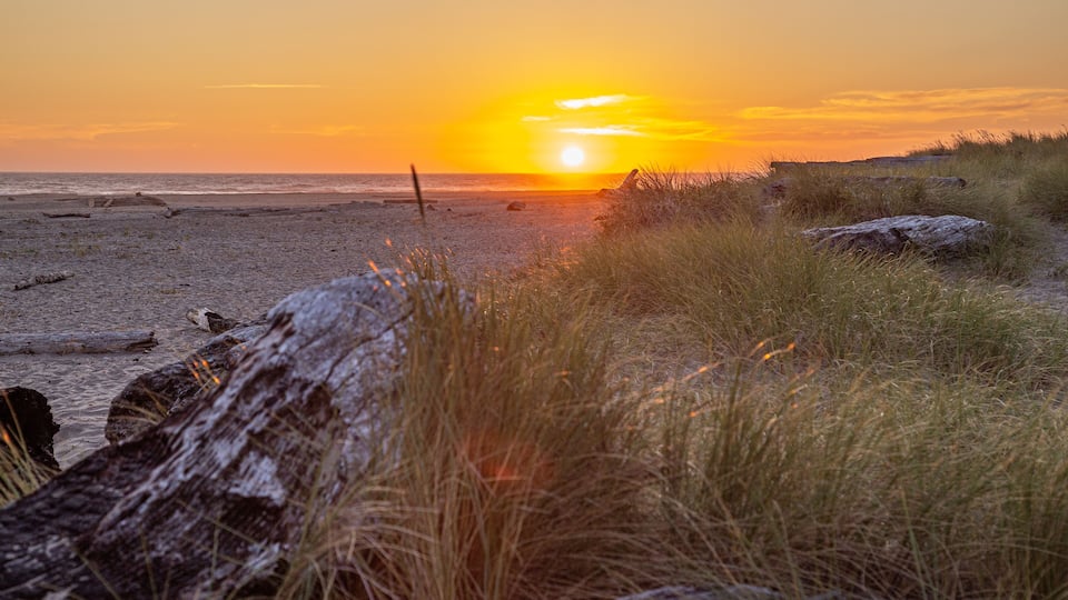 Sunset over the Pacific Ocean with grasses and drift wood