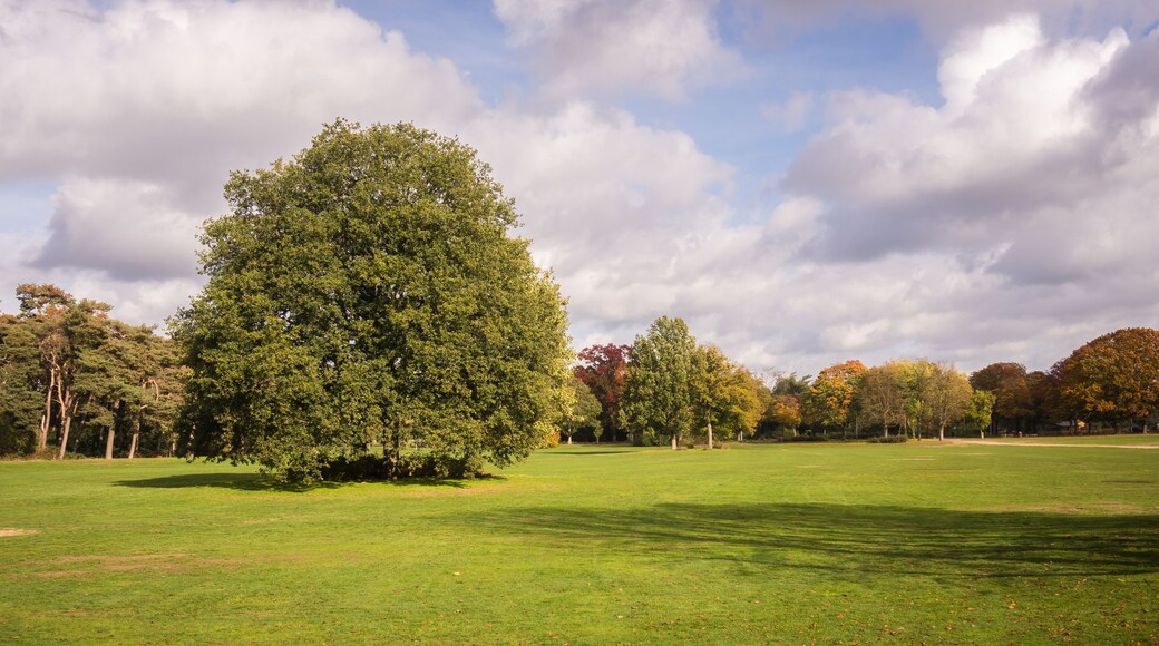 A grass field with trees in park "Goffert" (Goffertpark) in Nijmegen, The Netherlands on a sunny day in autumn