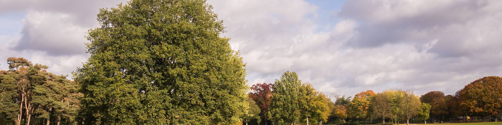 A grass field with trees in park "Goffert" (Goffertpark) in Nijmegen, The Netherlands on a sunny day in autumn