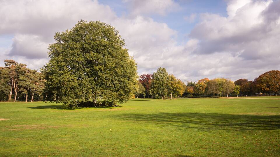 A grass field with trees in park "Goffert" (Goffertpark) in Nijmegen, The Netherlands on a sunny day in autumn