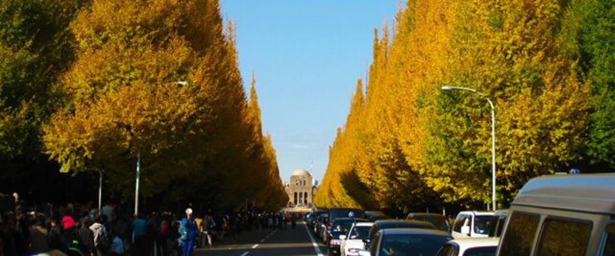明治神宮外苑の銀杏並木 (Ginkgo Trees at Meijijingu Gaien) 28 Nov, 2009