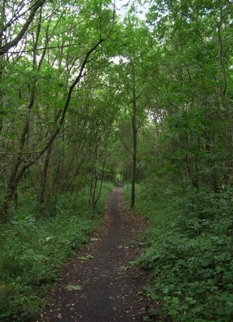 West Carr Plantation. How quickly the trees return after the removal of the railway line. This is part of the Haswell to Stockton cycle route.