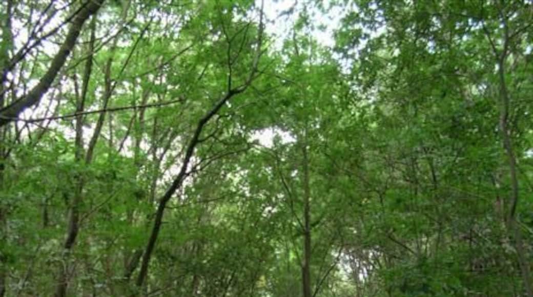 West Carr Plantation. How quickly the trees return after the removal of the railway line. This is part of the Haswell to Stockton cycle route.