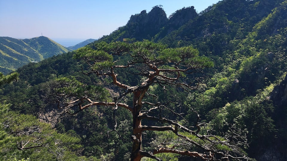 In this photo you can see the park of Seoraksan Mountain which is one of the most famous mountains in South Korea. The landscape which opens to you when you have reached the peak is just amazing, but the process is in some sense even more memorable. When you climb the mountain, do not forget to stop and enjoy the amazing view which surrounds you once you enter the park.