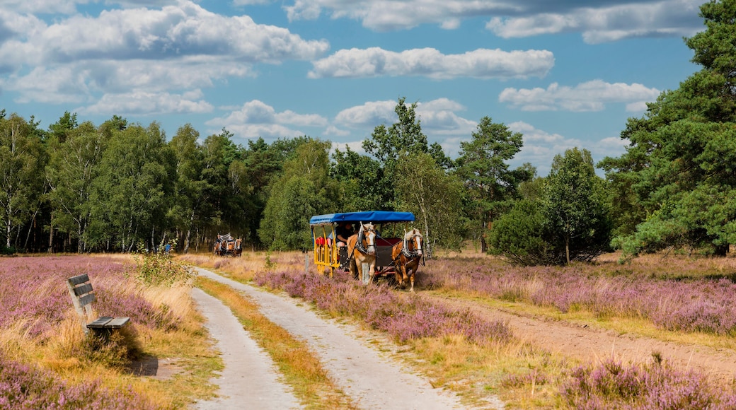 Kutschfahrt durch die Lüneburger Heide, Niedersachsen, Deutschland