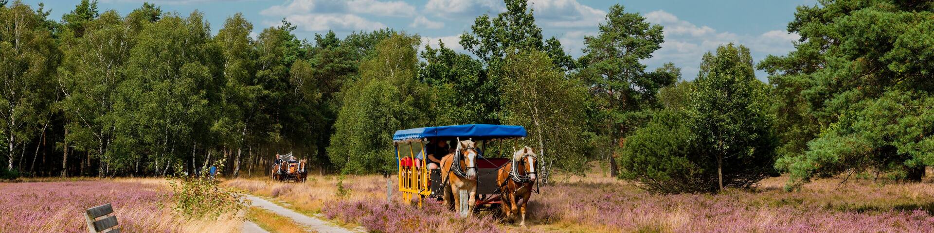 Kutschfahrt durch die Lüneburger Heide, Niedersachsen, Deutschland