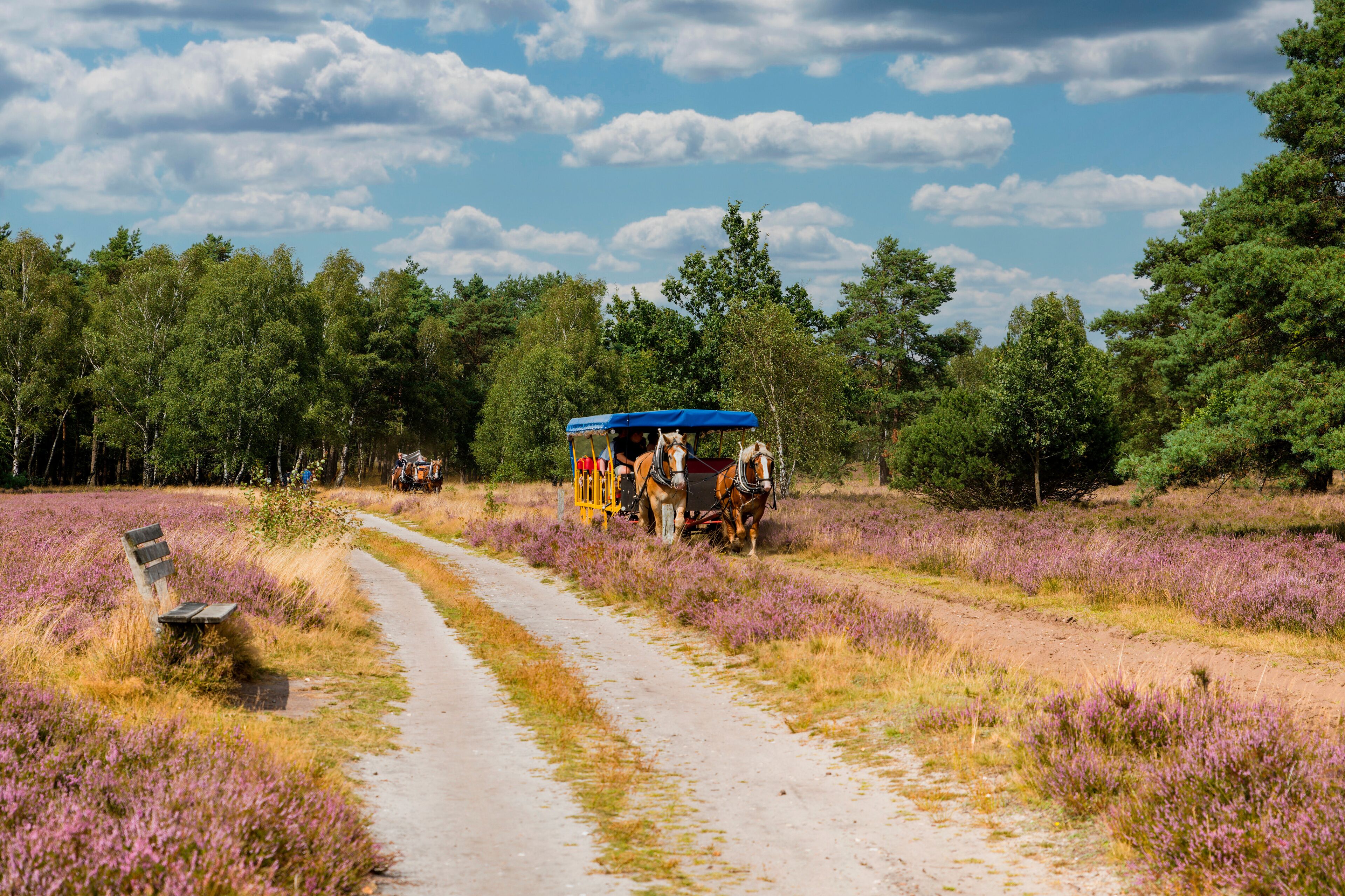 A dirt path through a field of purple flowers, a bench, and a horse-drawn carriage with a blue canopy.