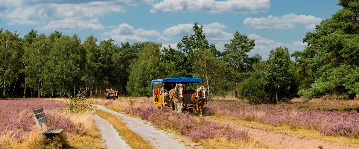 A dirt path through a field of purple flowers, a bench, and a horse-drawn carriage with a blue canopy.