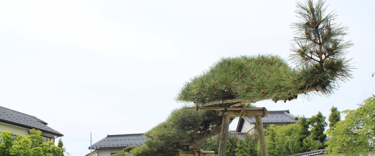 念珠の松庭園