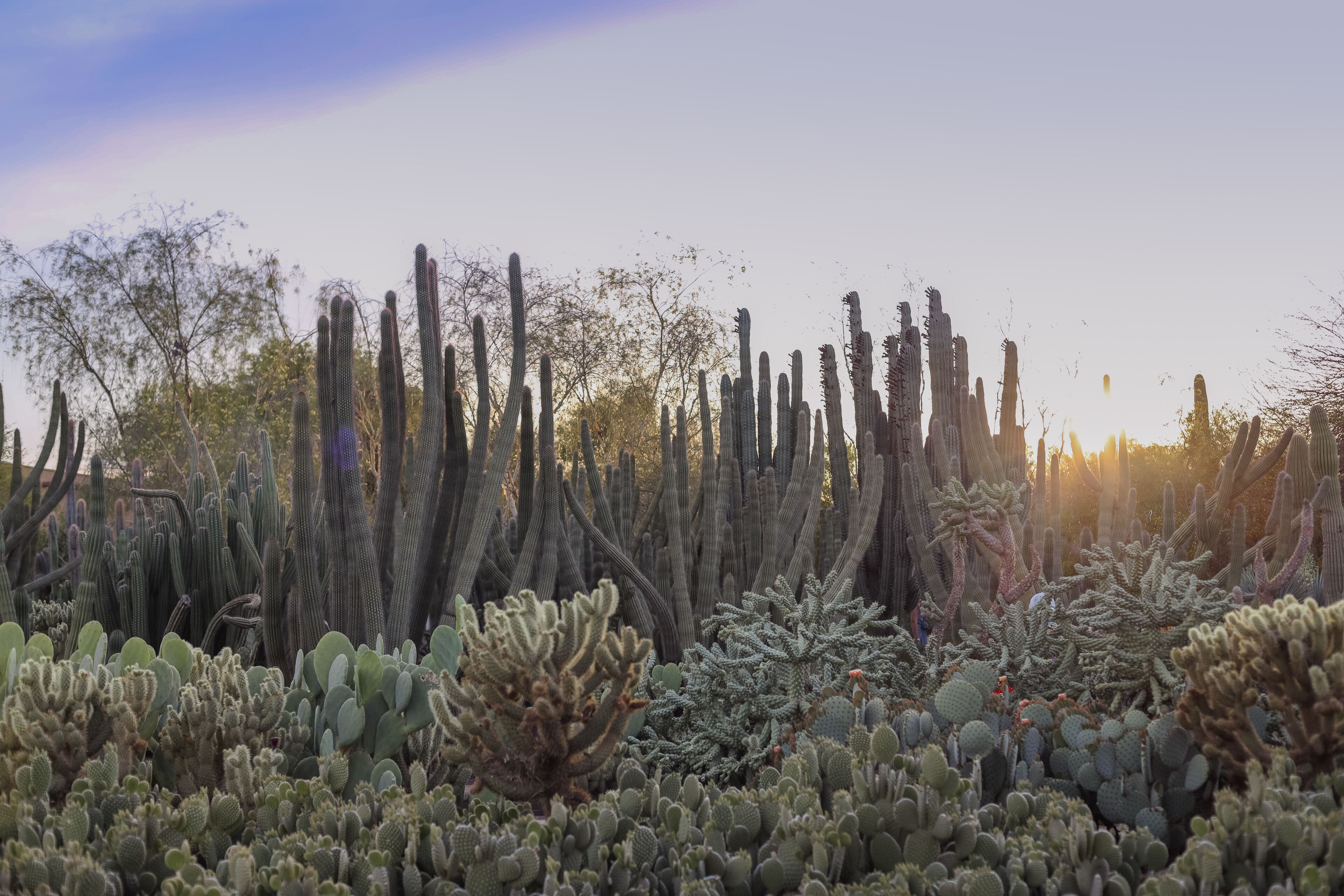 Desert Botanical Garden is a 140-acre botanical garden located in Papago Park, at 1201 N. Galvin Parkway in Phoenix, central Arizona.