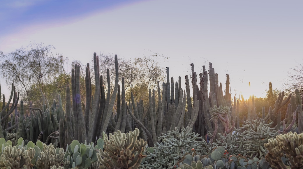 Desert Botanical Garden is a 140-acre botanical garden located in Papago Park, at 1201 N. Galvin Parkway in Phoenix, central Arizona.