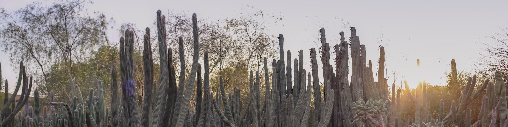 Desert Botanical Garden is a 140-acre botanical garden located in Papago Park, at 1201 N. Galvin Parkway in Phoenix, central Arizona.