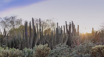 Desert Botanical Garden is a 140-acre botanical garden located in Papago Park, at 1201 N. Galvin Parkway in Phoenix, central Arizona.