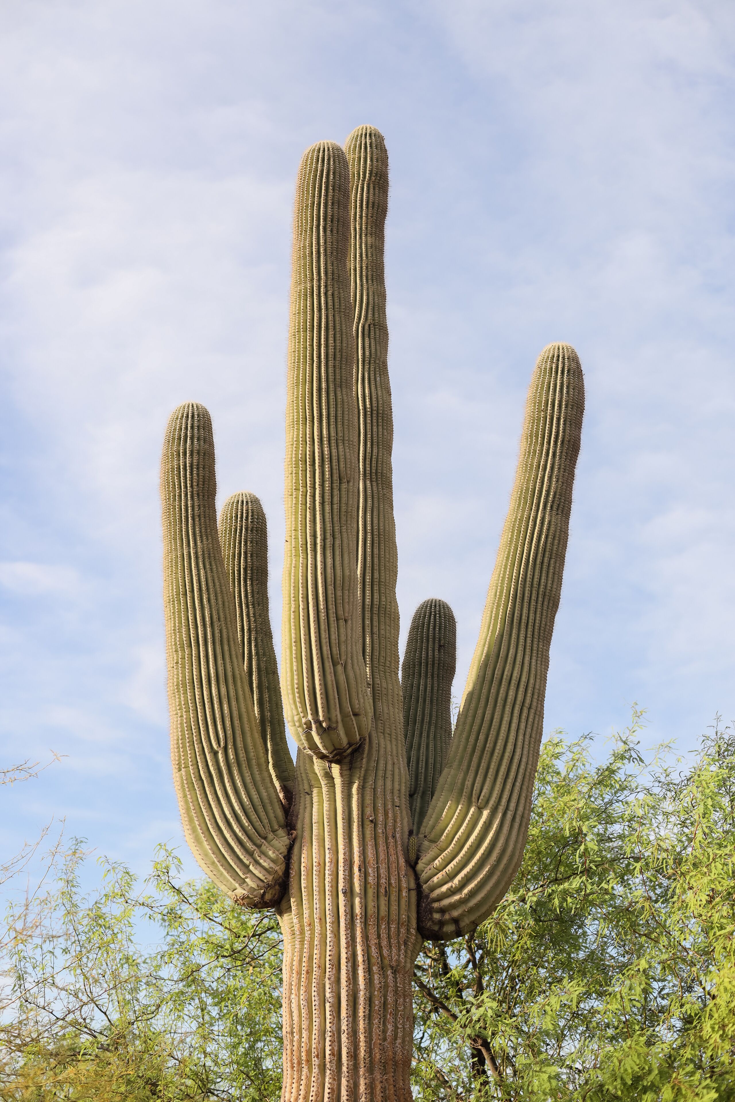Desert Botanical Garden is a 140-acre botanical garden located in Papago Park, at 1201 N. Galvin Parkway in Phoenix, central Arizona.