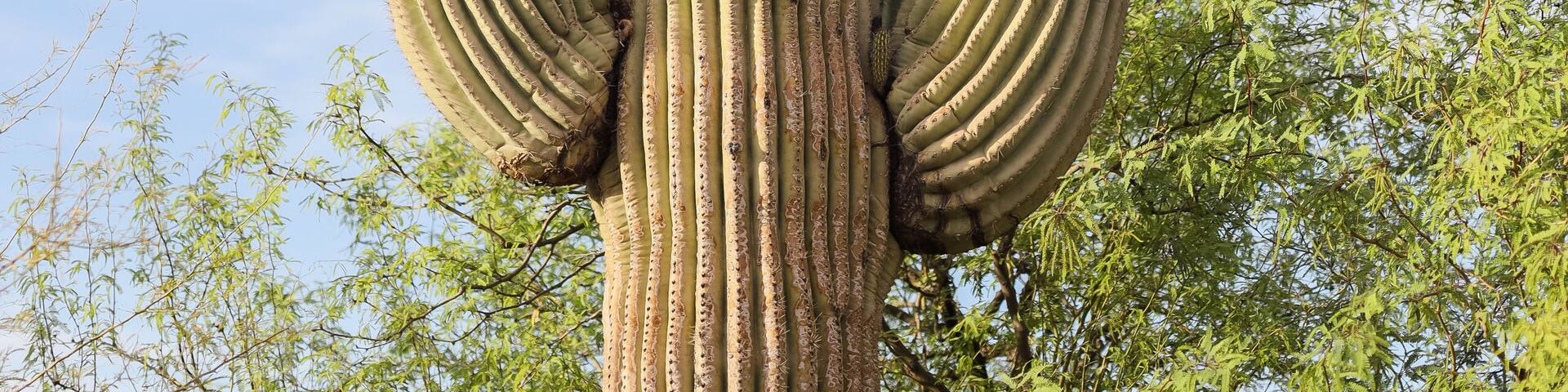 Desert Botanical Garden is a 140-acre botanical garden located in Papago Park, at 1201 N. Galvin Parkway in Phoenix, central Arizona.