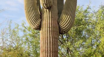 Desert Botanical Garden is a 140-acre botanical garden located in Papago Park, at 1201 N. Galvin Parkway in Phoenix, central Arizona.