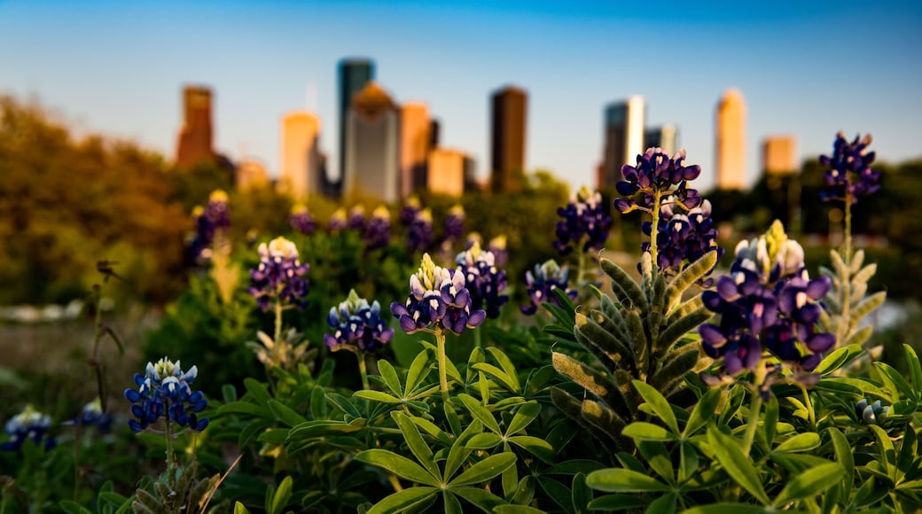 Bluebonnets against the Houston Skyline