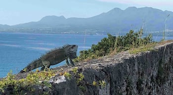 This iguana guards the fort, overlooking Pointe-A-Pitre’s bay, with Basse Terre and its active volcano « Soufrière » in the distance. Guadeloupe is a wonderful French island slowly opening up to North American tourists in search of a more authentic Caribbean experience. Direct flights now from many US cities and from Montreal.