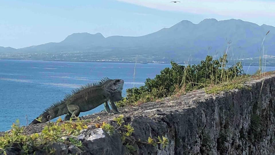 This iguana guards the fort, overlooking Pointe-A-Pitre’s bay, with Basse Terre and its active volcano « Soufrière » in the distance. Guadeloupe is a wonderful French island slowly opening up to North American tourists in search of a more authentic Caribbean experience. Direct flights now from many US cities and from Montreal.