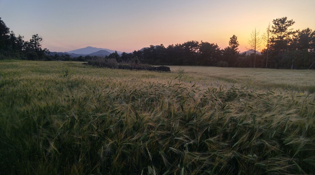 Jeju Island Olleh Course 1