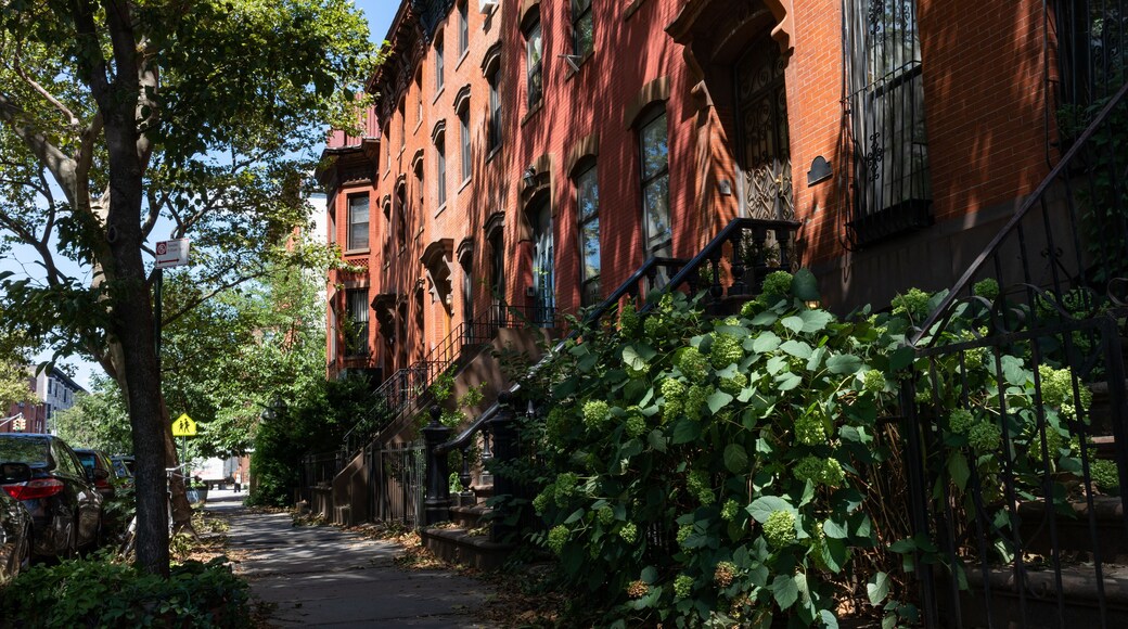 Row of Old Brownstone Homes in Clinton Hill in Brooklyn of New York City along an Empty Shaded Sidewalk