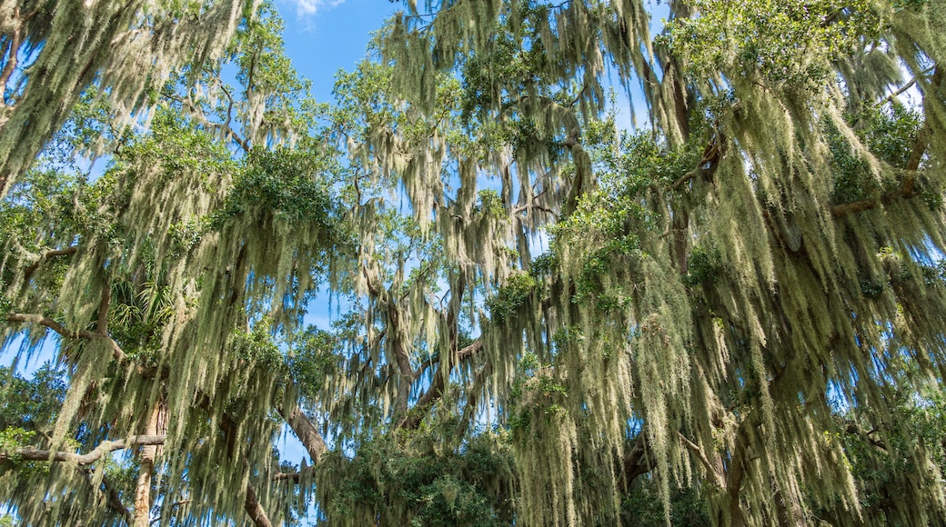 Southern live oak trees (Quercus virginiana) covered in Spanish moss (Tillandsia usneoides) - Clermont, Florida, USA