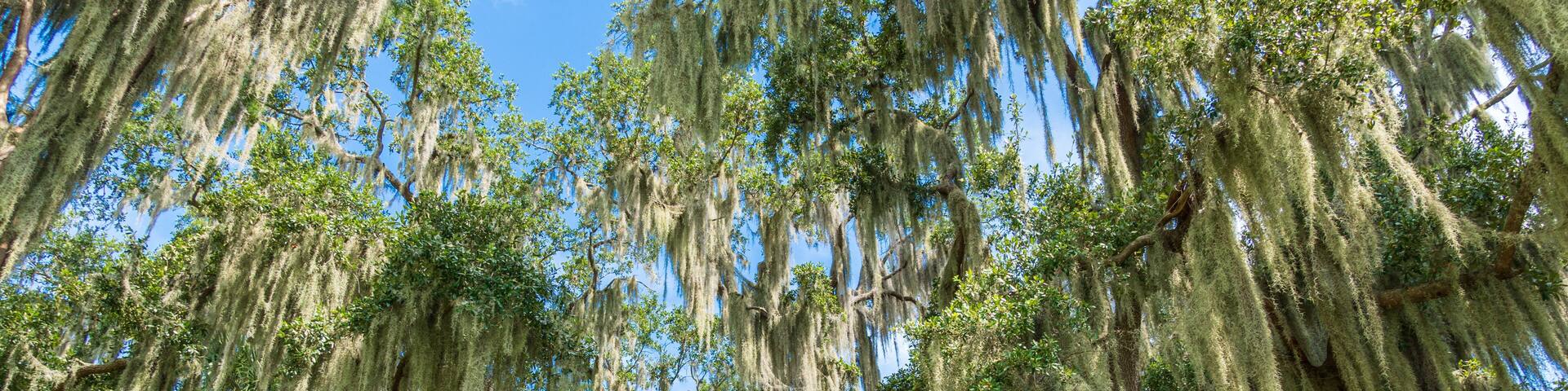 A tree with hanging moss and green leaves against a clear blue sky.