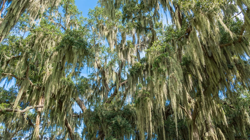 Southern live oak trees (Quercus virginiana) covered in Spanish moss (Tillandsia usneoides) - Clermont, Florida, USA