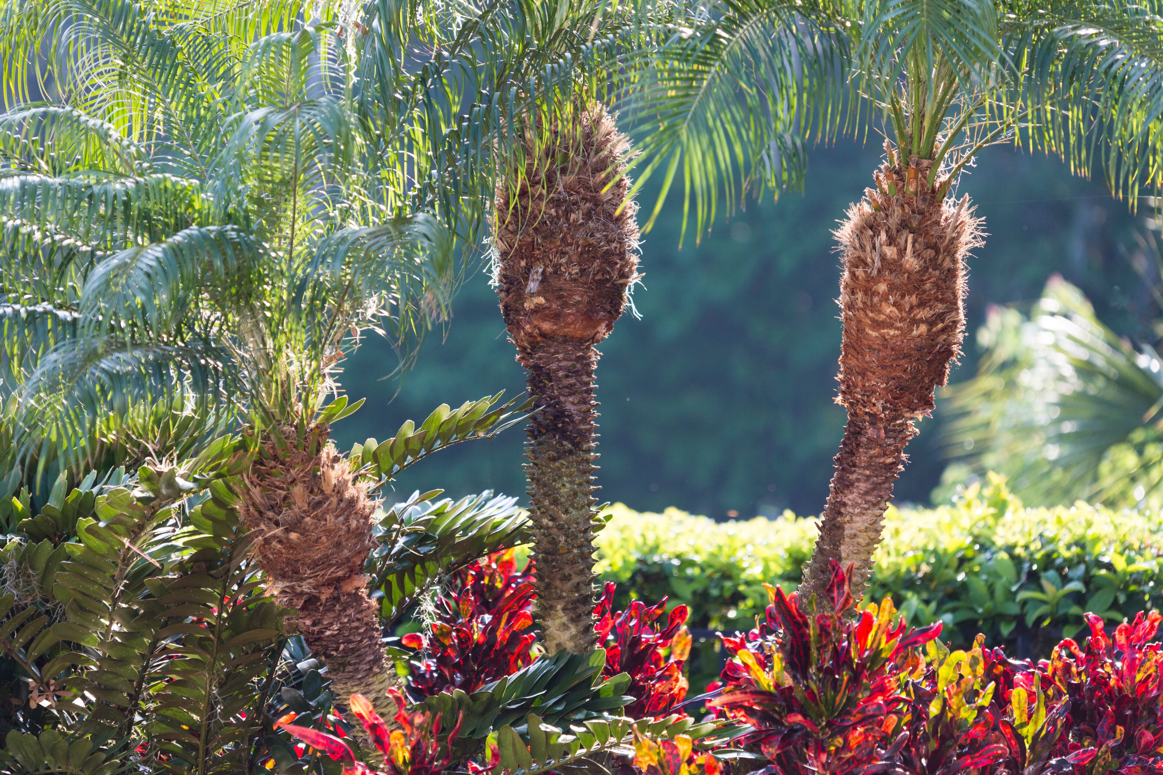 USA, Florida, Celebration, Palm Trees