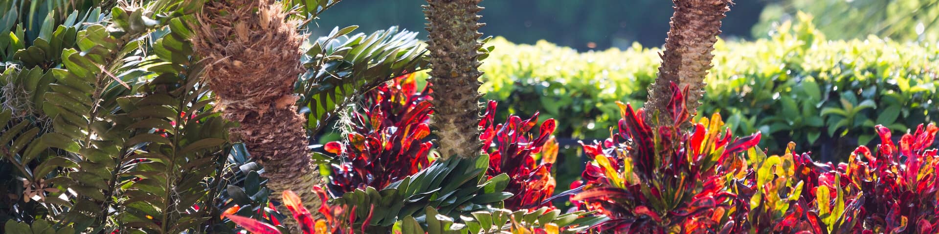 USA, Florida, Celebration, Palm Trees