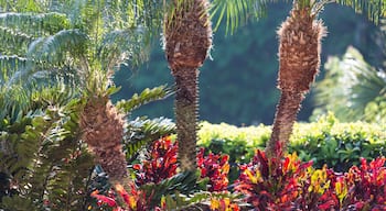 USA, Florida, Celebration, Palm Trees