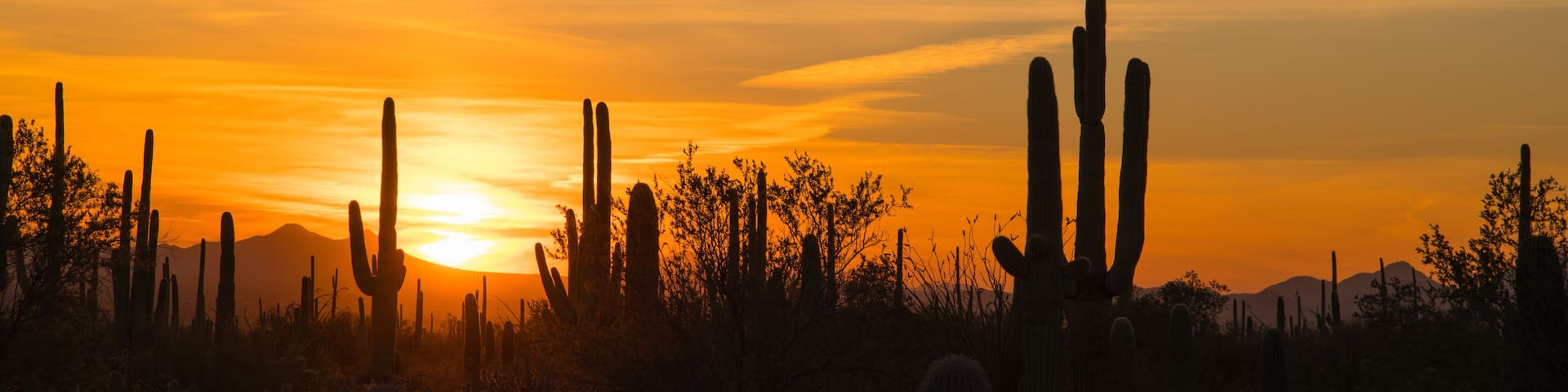 A panoramic view of saguaro and other cactus silhouettes as they dominate the Sonoran desert skyline at sunset