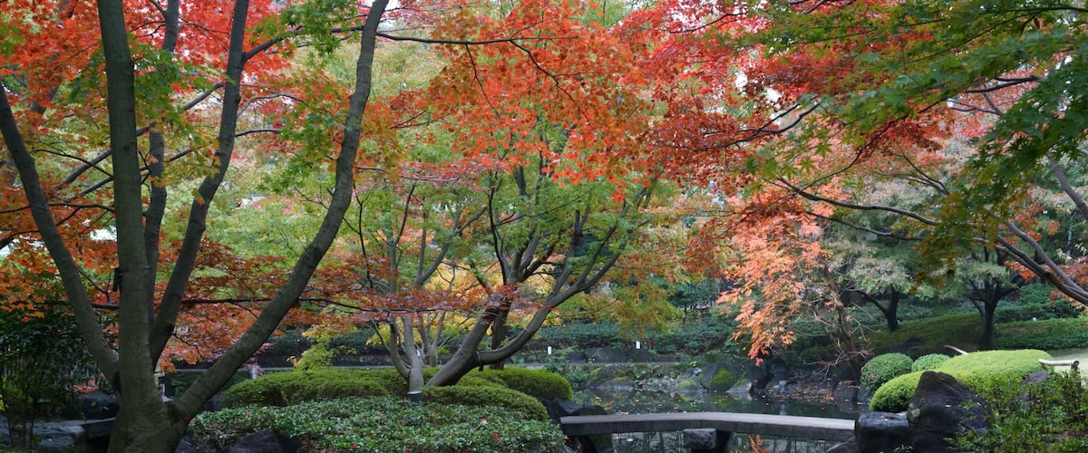 雨上がりの秋の日本庭園