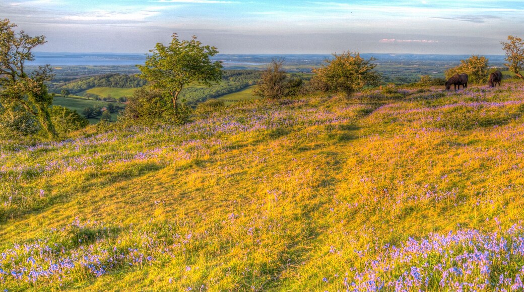 Quantock Hills Somerset with bluebells and wild ponies in colourful HDR panoramic view
