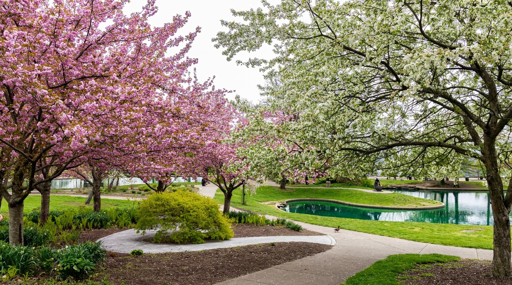 Blooming Flowers and Trees in Spring in Eden Park, Cincinnati, USA
