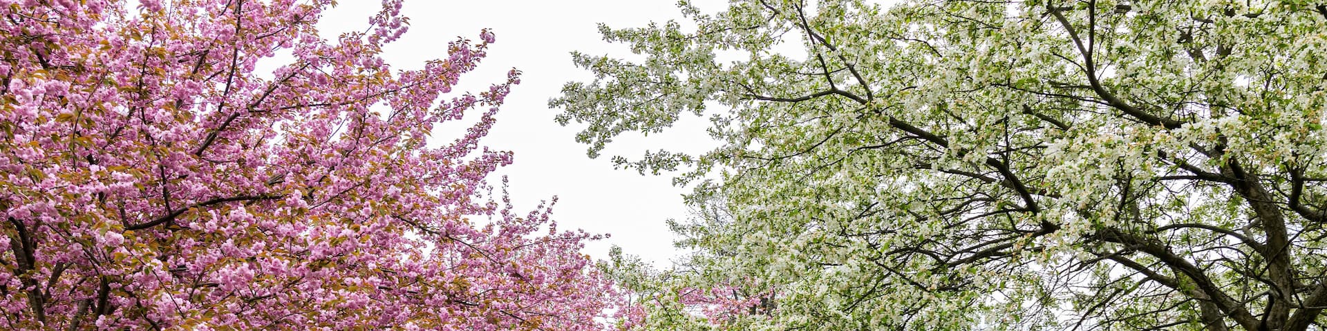 Blooming Flowers and Trees in Spring in Eden Park, Cincinnati, USA