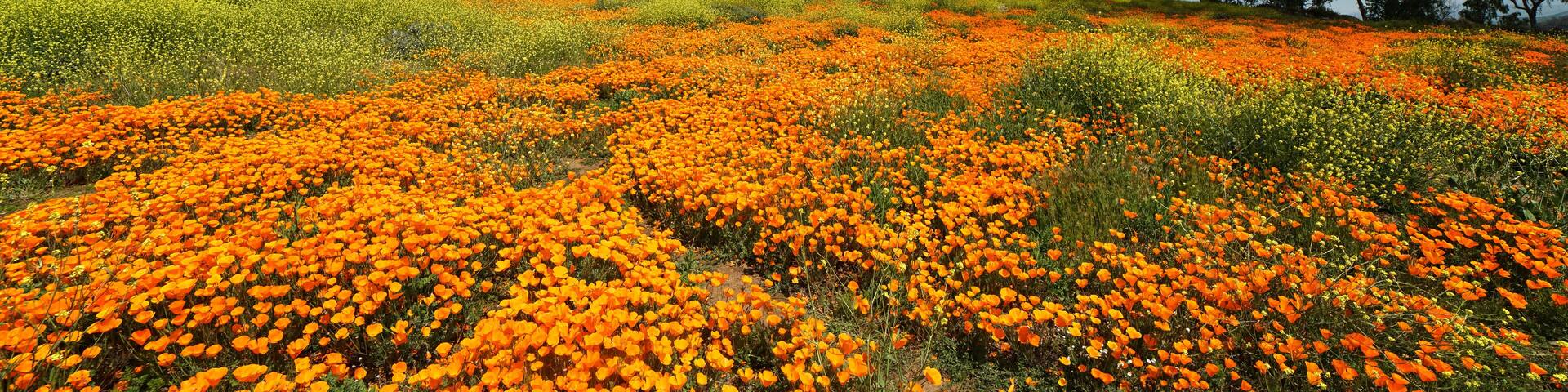 Field full of beautiful California poppies during 2023 super bloom.