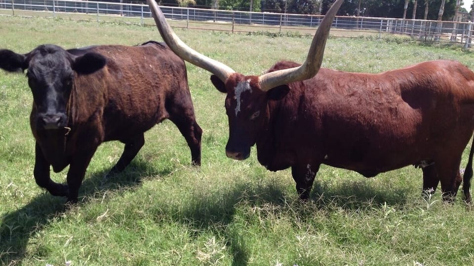 Driving through Shafter I saw this impressive set of horns!