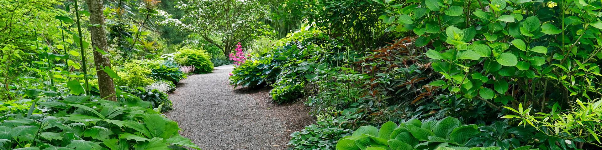 USA, Washington State, Bellevue. Bellevue Botanical Garden, gravel path in garden