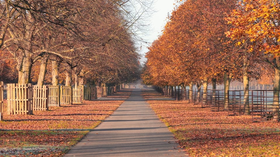 Early morning, autumn scene with treelined avenue at Bushy Park in London