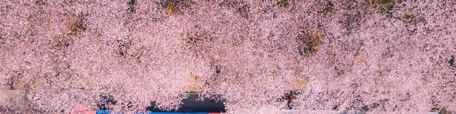 Aerial view of Gyeonghwa Railway Station with beautiful Cherry blossom in spring at Jinhae city of South Korea.