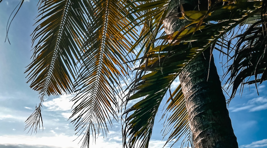 Tropical coastline with palm tree and blue sea in Cebu, Philippines. Coast side view of sand beach with a palmtree and white fence at the ocean in Basdiot Moalboal.