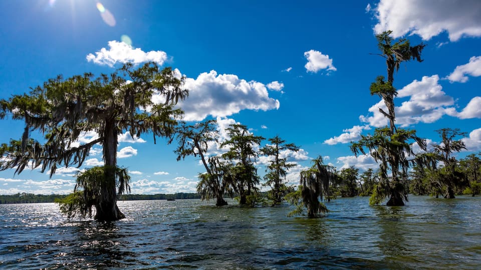 APRIL 25, 2019, BREAUX BRIDGE, LOUISIANA, USA - Lake Martin Swamp in spring near Breaux Bridge, Louisiana - shot from boat