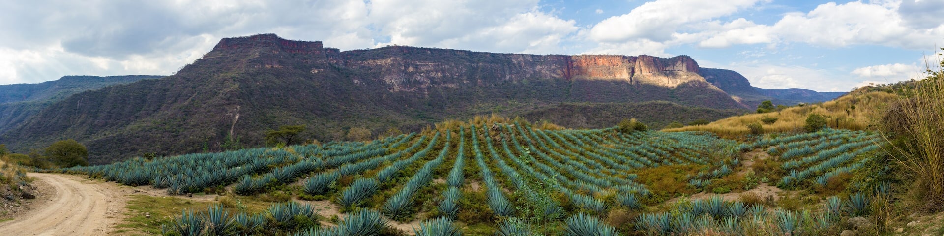 tequila jalisco