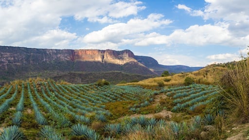 Ahualulco de Mercado